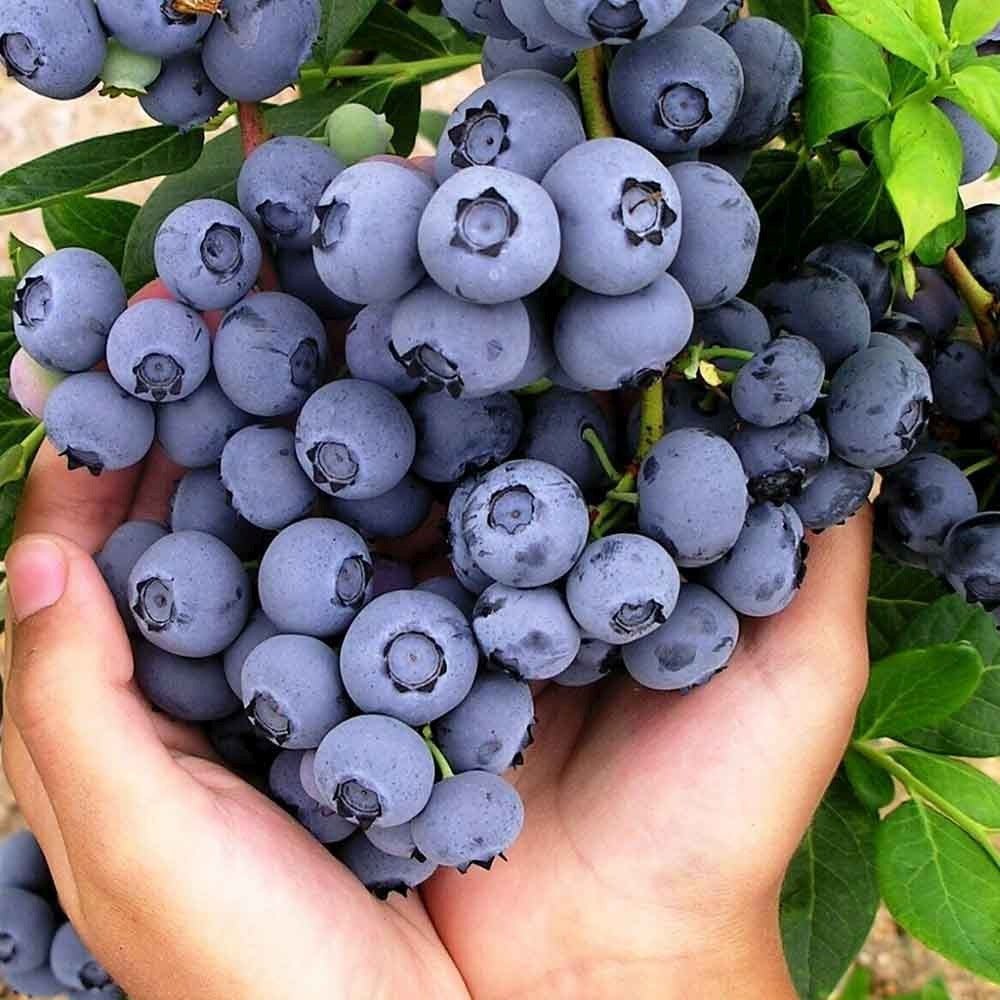 Afin Productiv Bluecrop (Vaccinium corymbosum), cu fructe dulci si rezistente, ideal pentru livezi mixte, an 1 pe rod - Image 3