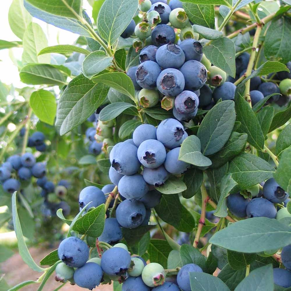Afin Productiv Bluecrop (Vaccinium corymbosum), cu fructe dulci si rezistente, ideal pentru livezi mixte, an 1 pe rod - Image 4