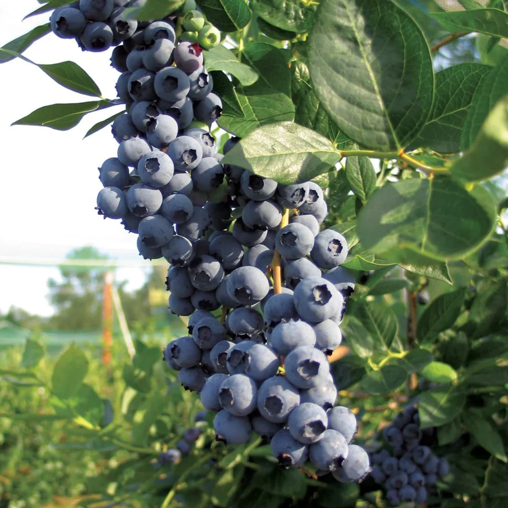 Afin Timpuriu Duke (Vaccinium corymbosum), cu fructe dulci, an 1 pe rod - Image 3