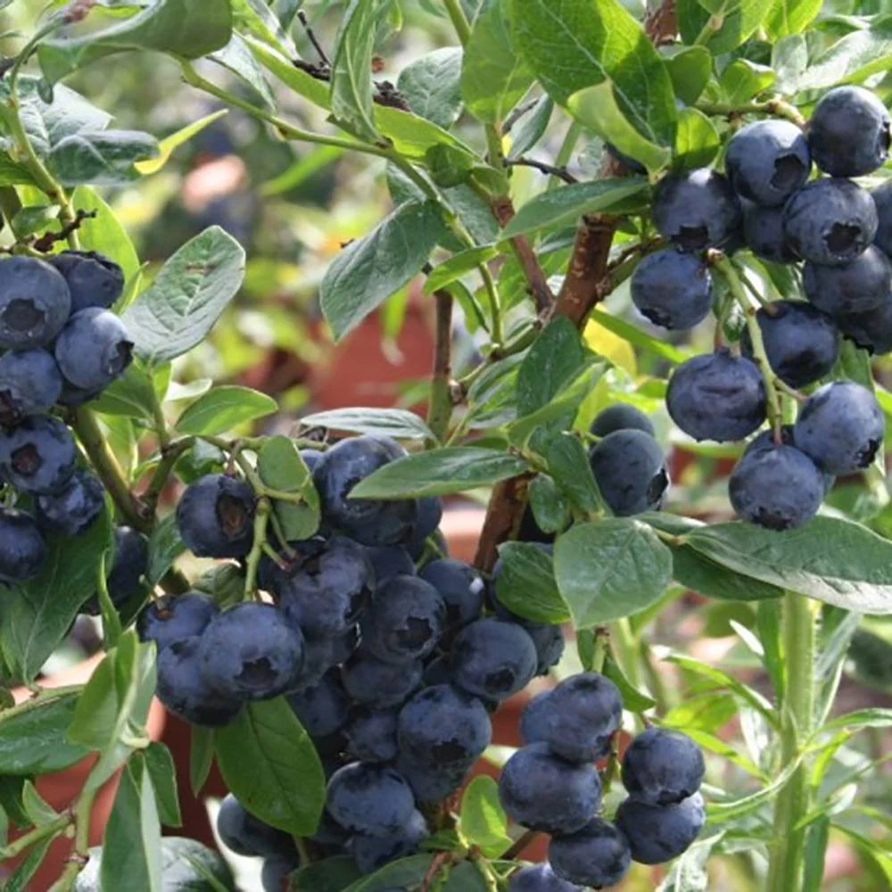 Afin Timpuriu Duke (Vaccinium corymbosum), cu fructe dulci, an 1 pe rod - Image 4