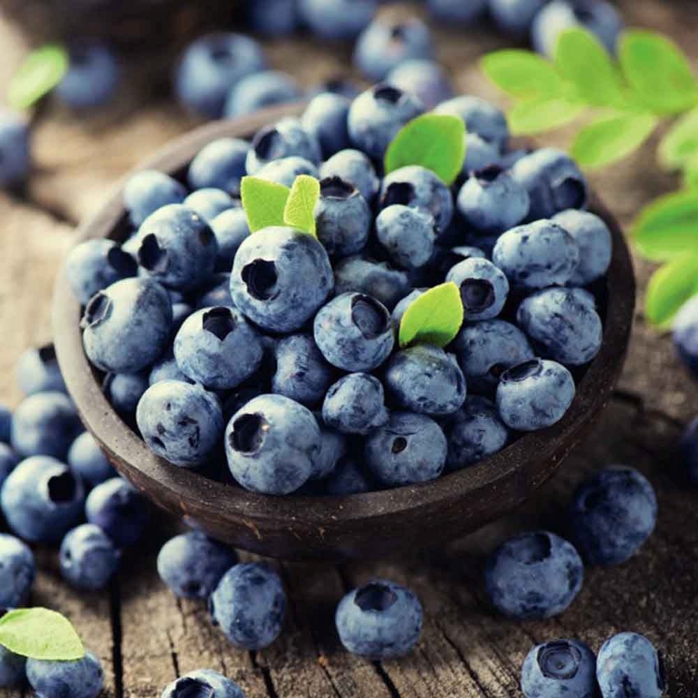 Afin Timpuriu Duke (Vaccinium corymbosum), cu fructe dulci, an 1 pe rod - Image 5