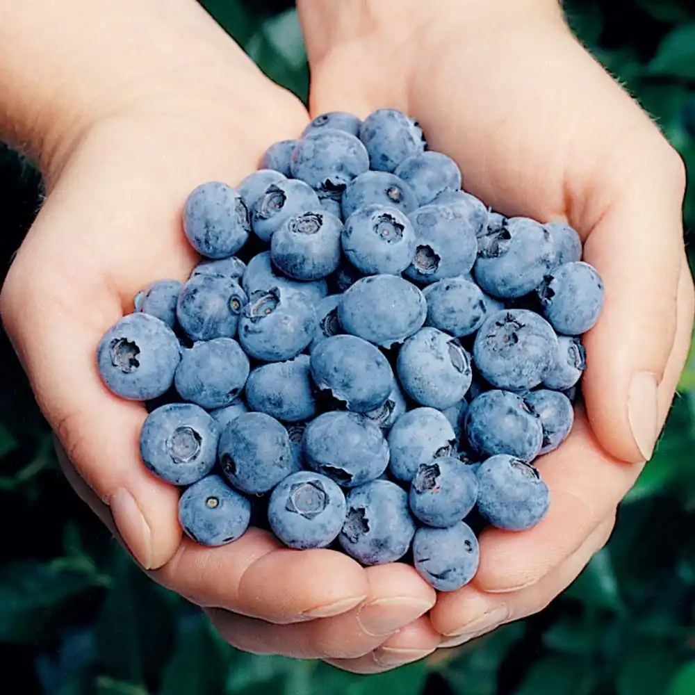 Afin Tarziu Elliot (Vaccinium corymbosum), productiv, cu fructe dulci-acrisoare, an 2 pe rod - Image 4