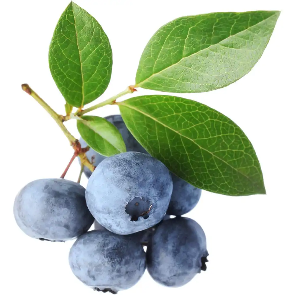 Afin Tarziu Elliot (Vaccinium corymbosum), productiv, cu fructe dulci-acrisoare, an 2 pe rod - Image 5