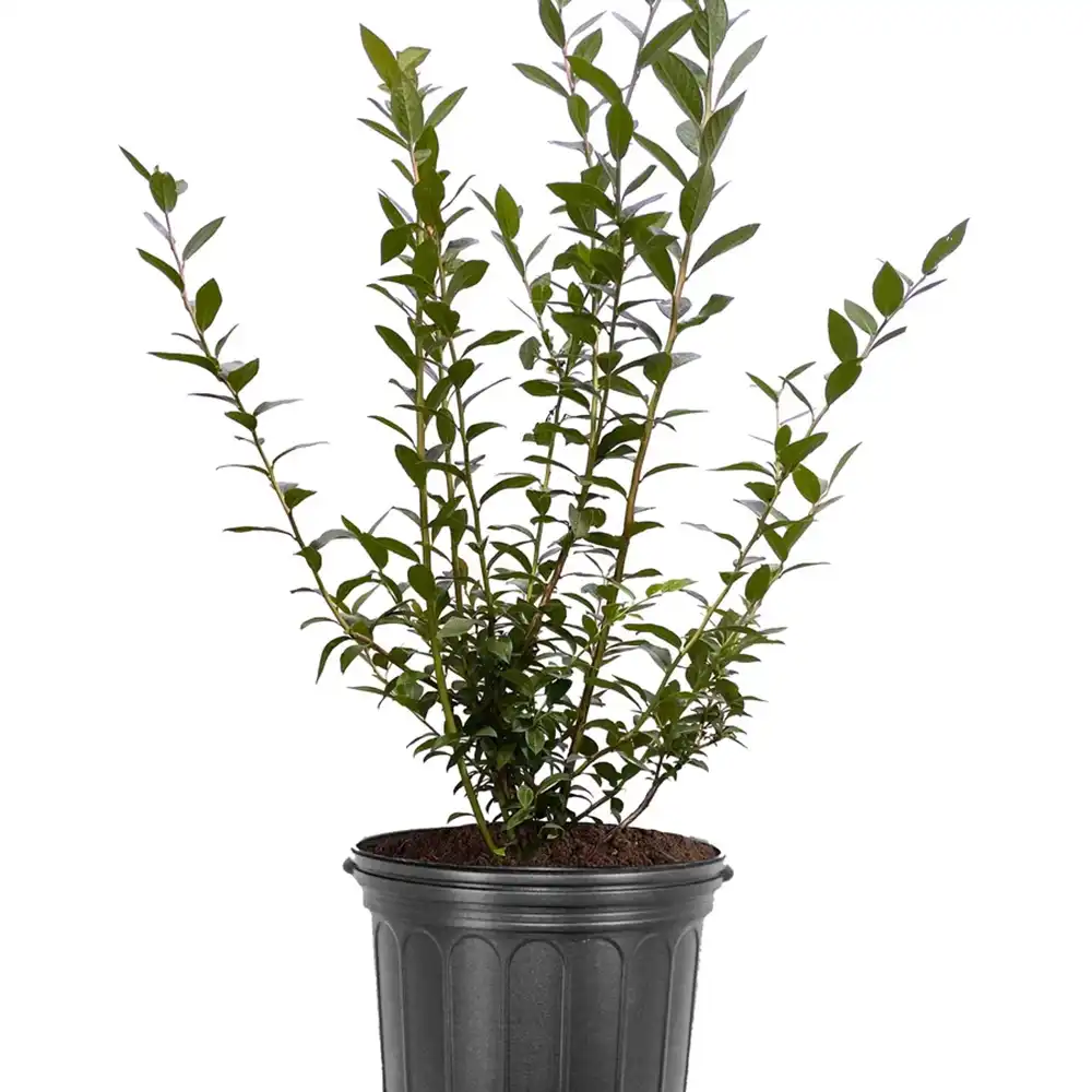 Afin Tarziu Elliot (Vaccinium corymbosum), productiv, cu fructe dulci-acrisoare, an 2 pe rod - Image 6