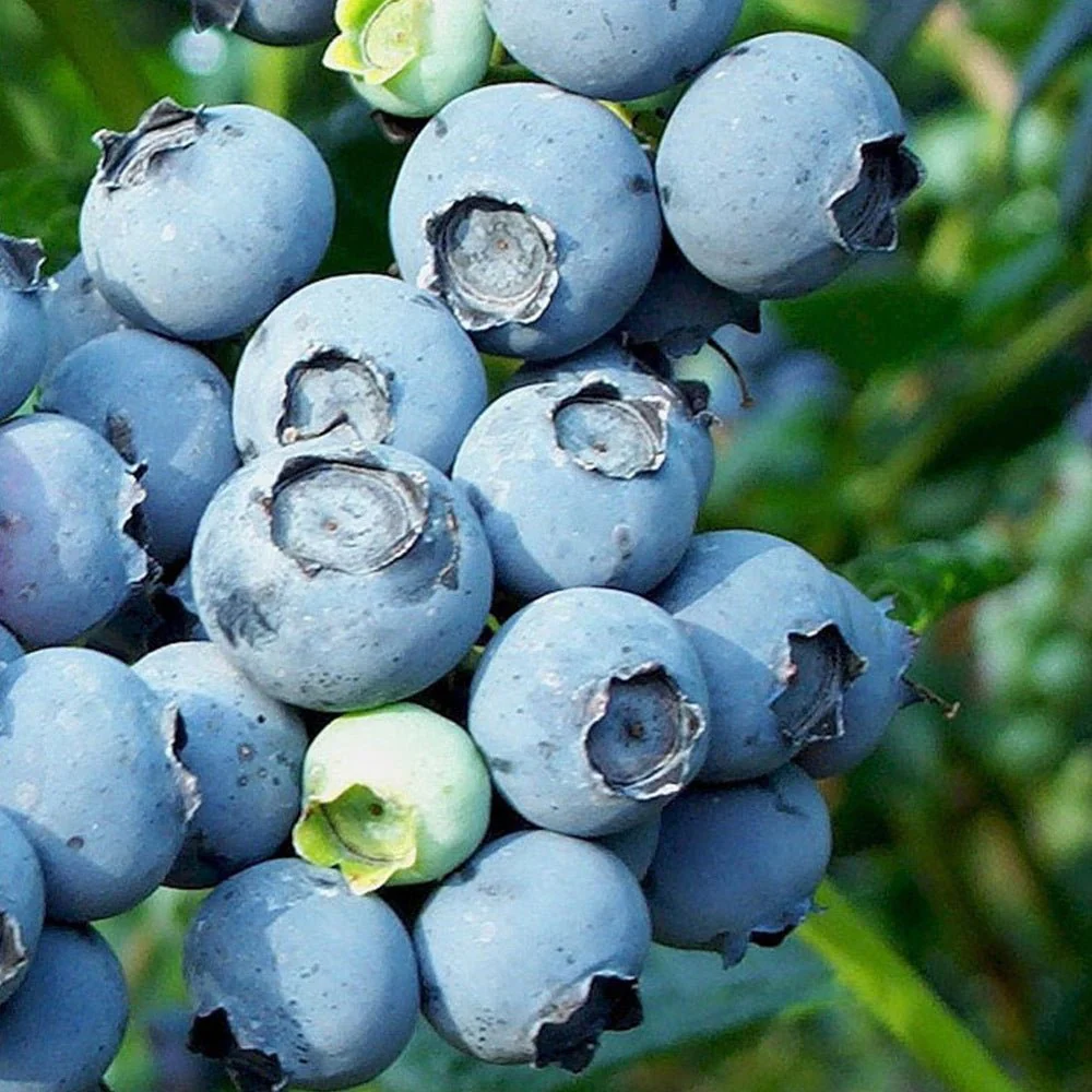 Afin Goldtraube 71 (Vaccinium corymbosum), cu gust dulce si aroma placuta, ideal pentru gradina si congelare, an 1 pe rod - Image 3