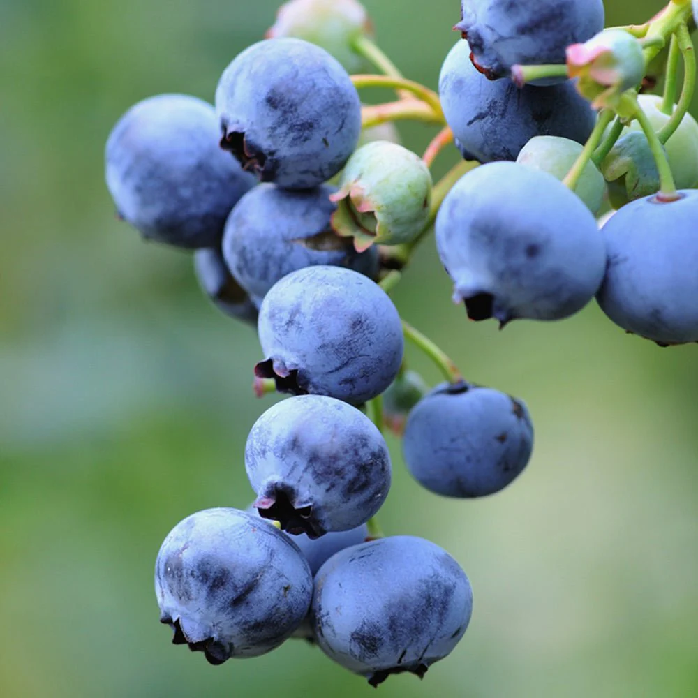 Afin Goldtraube 71 (Vaccinium corymbosum), cu gust dulce si aroma placuta, ideal pentru gradina si congelare, an 1 pe rod - Image 4