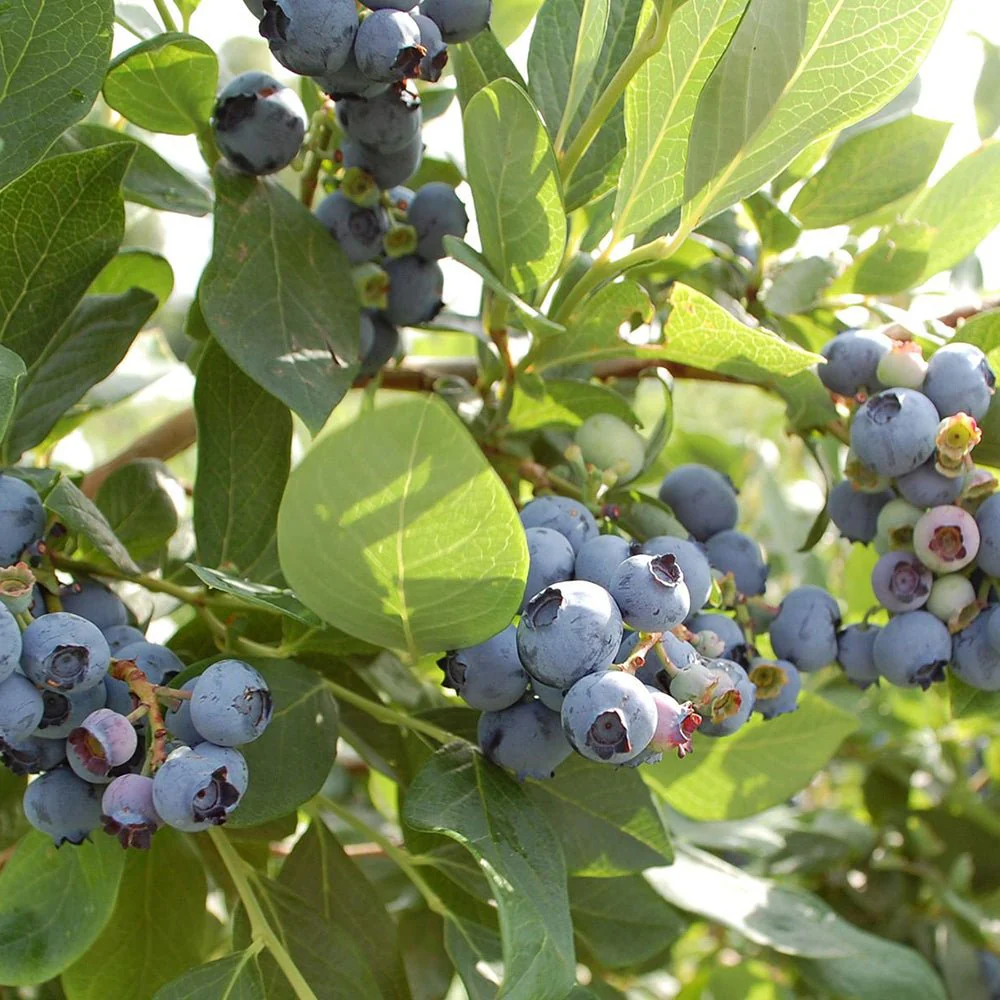 Afin Goldtraube 71 (Vaccinium corymbosum), cu gust dulce si aroma placuta, ideal pentru gradina si congelare, an 1 pe rod - Image 5