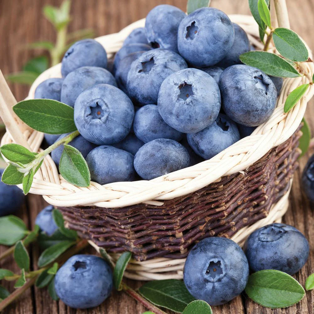 Afin Northland (Vaccinium corymbosum), cu fructe dulci-acrisoare, productie constanta,  an 1 pe rod - Image 3