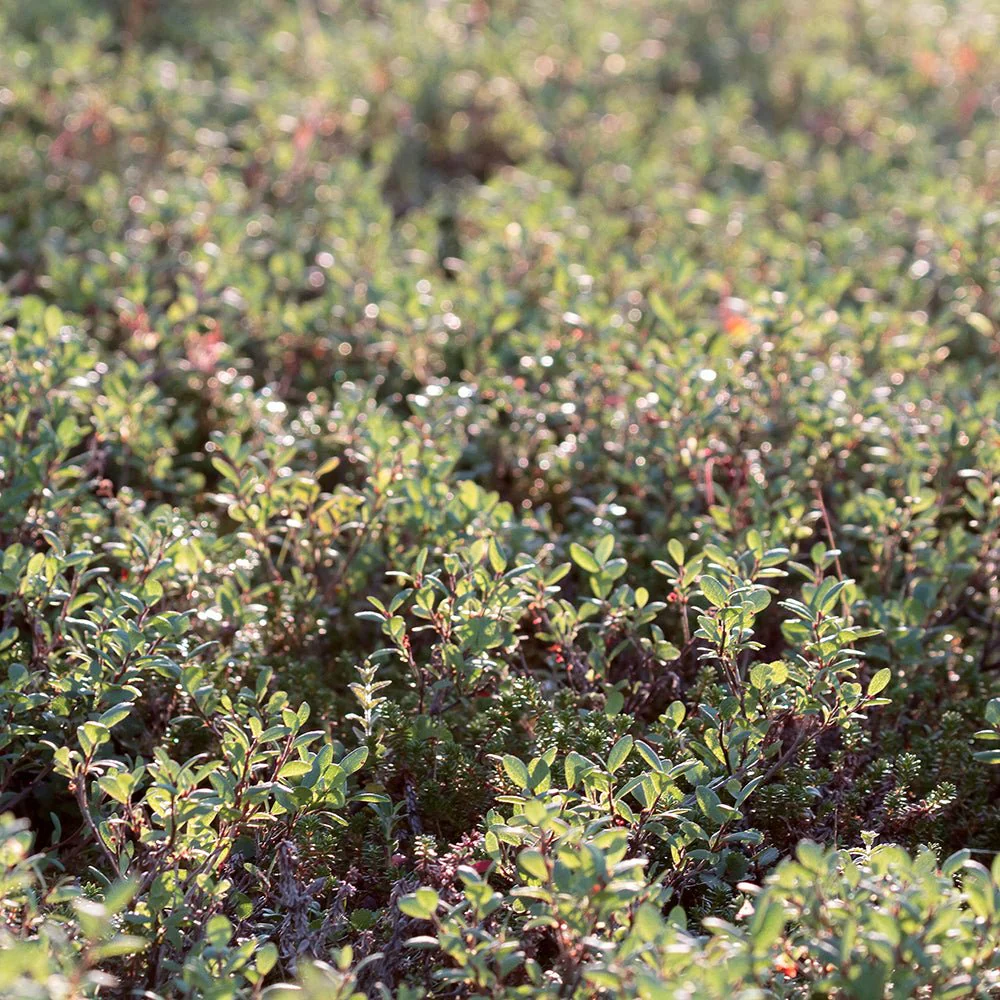 Afin Northland (Vaccinium corymbosum), cu fructe dulci-acrisoare, productie constanta,  an 1 pe rod - Image 4