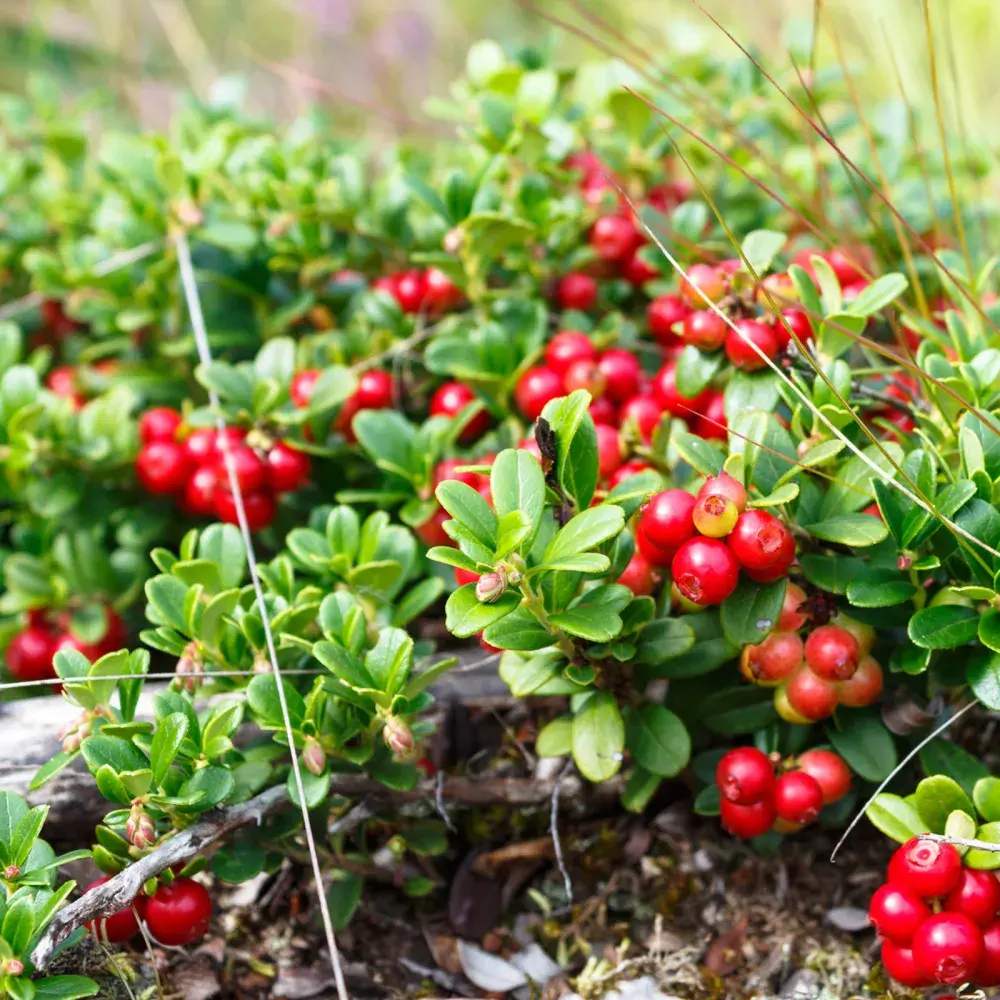 Afin american rosu (Vaccinium macrocarpon Pilgrim), merisor cu fructe mari rosii acrisor, an 1 pe rod - Image 3