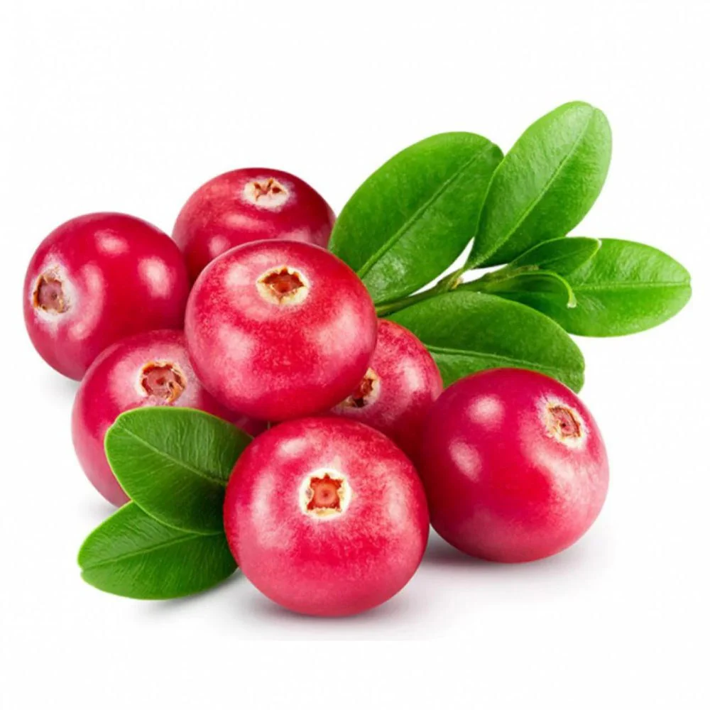 Afin american rosu (Vaccinium macrocarpon Pilgrim), merisor cu fructe mari rosii acrisor, an 1 pe rod - Image 6