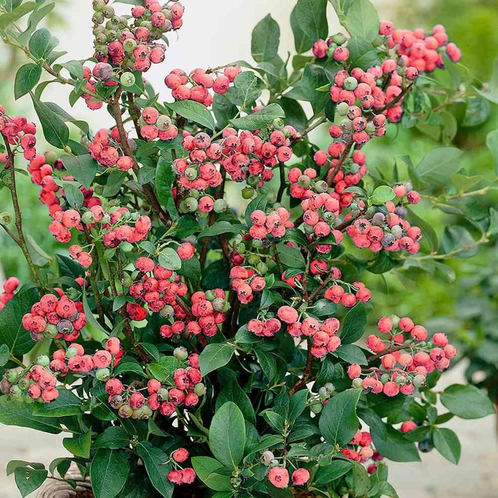 Afin Pink Lemonade (Vaccinium), cu fructe roz-rosu dulci-acrisoare, an 1 pe rod - Image 3