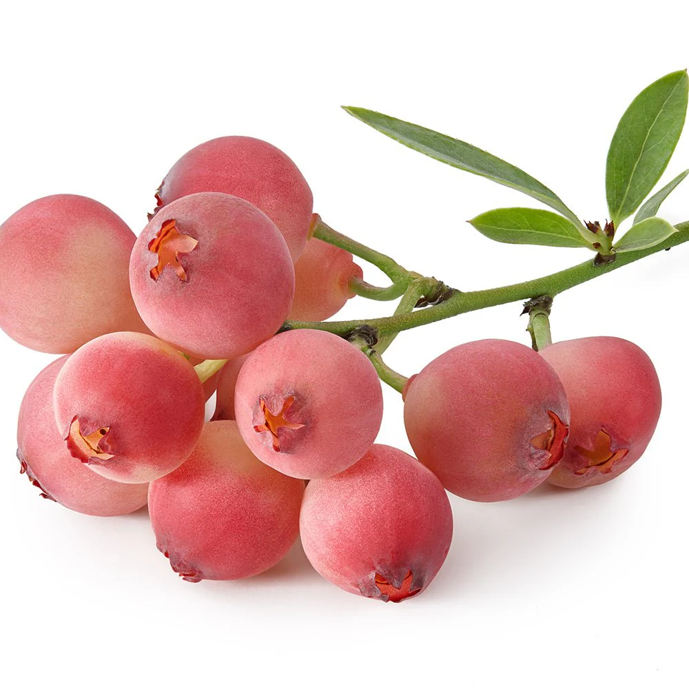 Afin Pink Lemonade (Vaccinium), cu fructe roz-rosu dulci-acrisoare, an 1 pe rod - Image 7