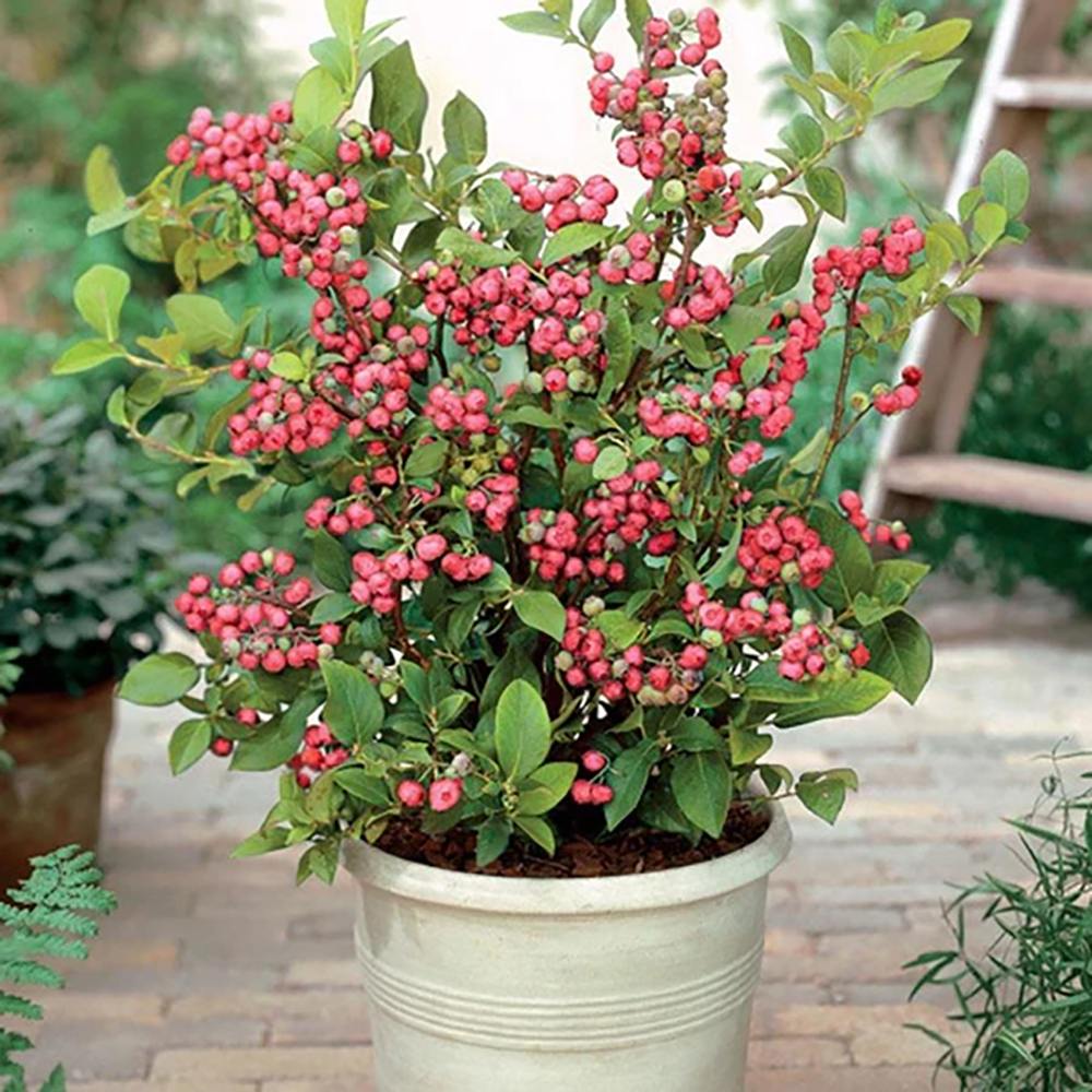 Afin Pink Lemonade (Vaccinium), cu fructe roz-rosu dulci-acrisoare, an 1 pe rod - Image 9