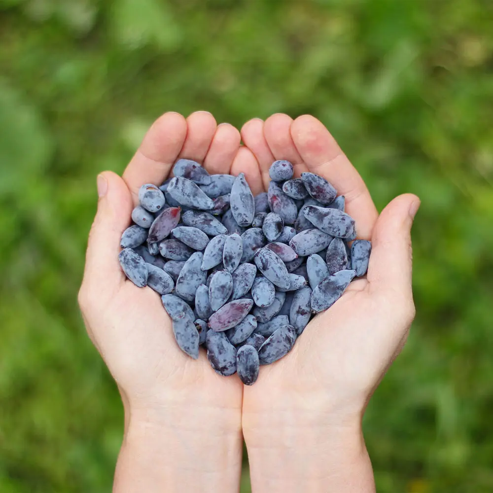 Afin Siberian (Lonicera caerulea Kamtschatica), Fructe albastre, unice, cu un gust dulce-acrisor deosebit - Image 5