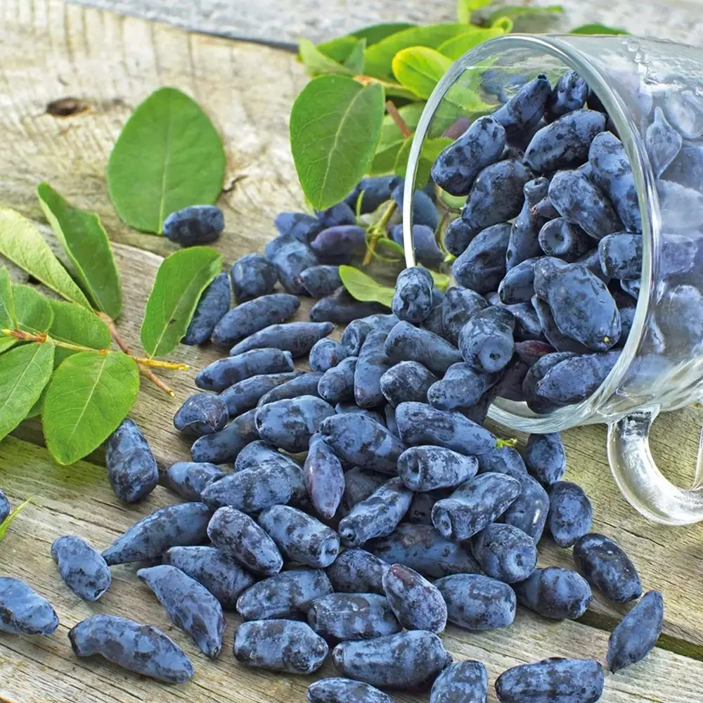 Afin Siberian (Lonicera caerulea Kamtschatica), Fructe albastre, unice, cu un gust dulce-acrisor deosebit - Image 6