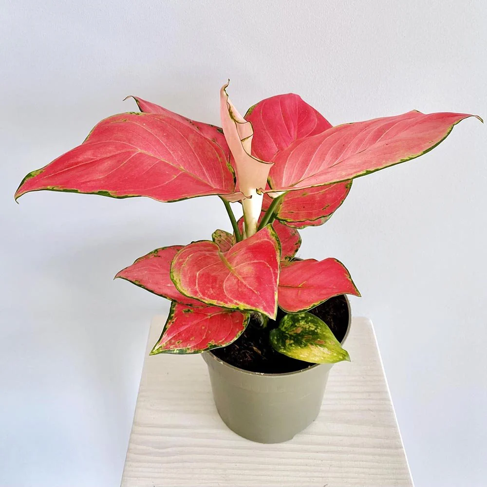 Aglaonema Pink Star, 30 cm, planta de interior cu frunze roz decorativa, usor de intretinut, purificatoare de aer - Image 3