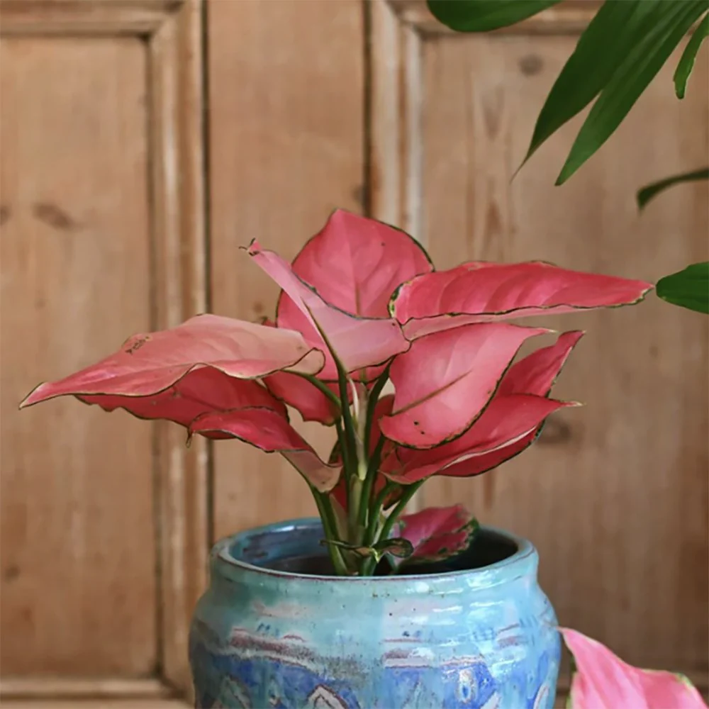 Aglaonema Pink Star, 30 cm, planta de interior cu frunze roz decorativa, usor de intretinut, purificatoare de aer - Image 4