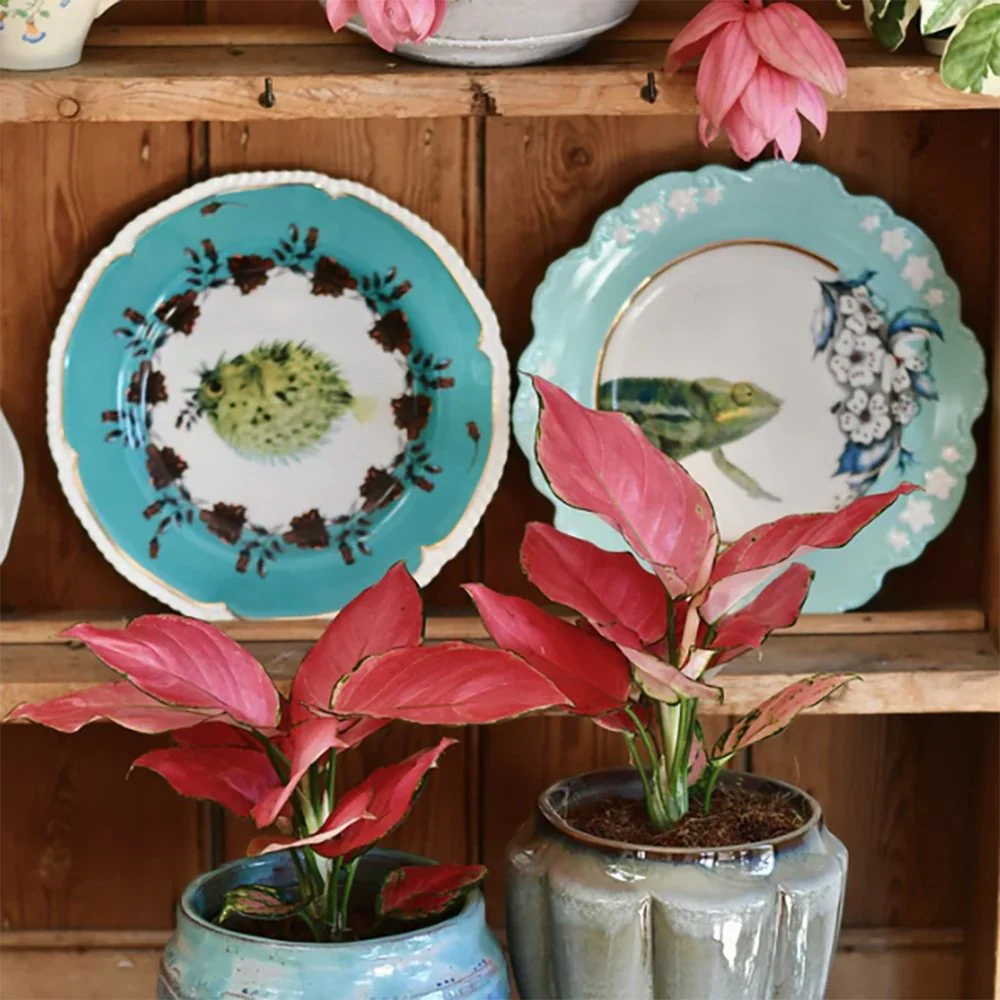 Aglaonema Pink Star, 30 cm, planta de interior cu frunze roz decorativa, usor de intretinut, purificatoare de aer - Image 5