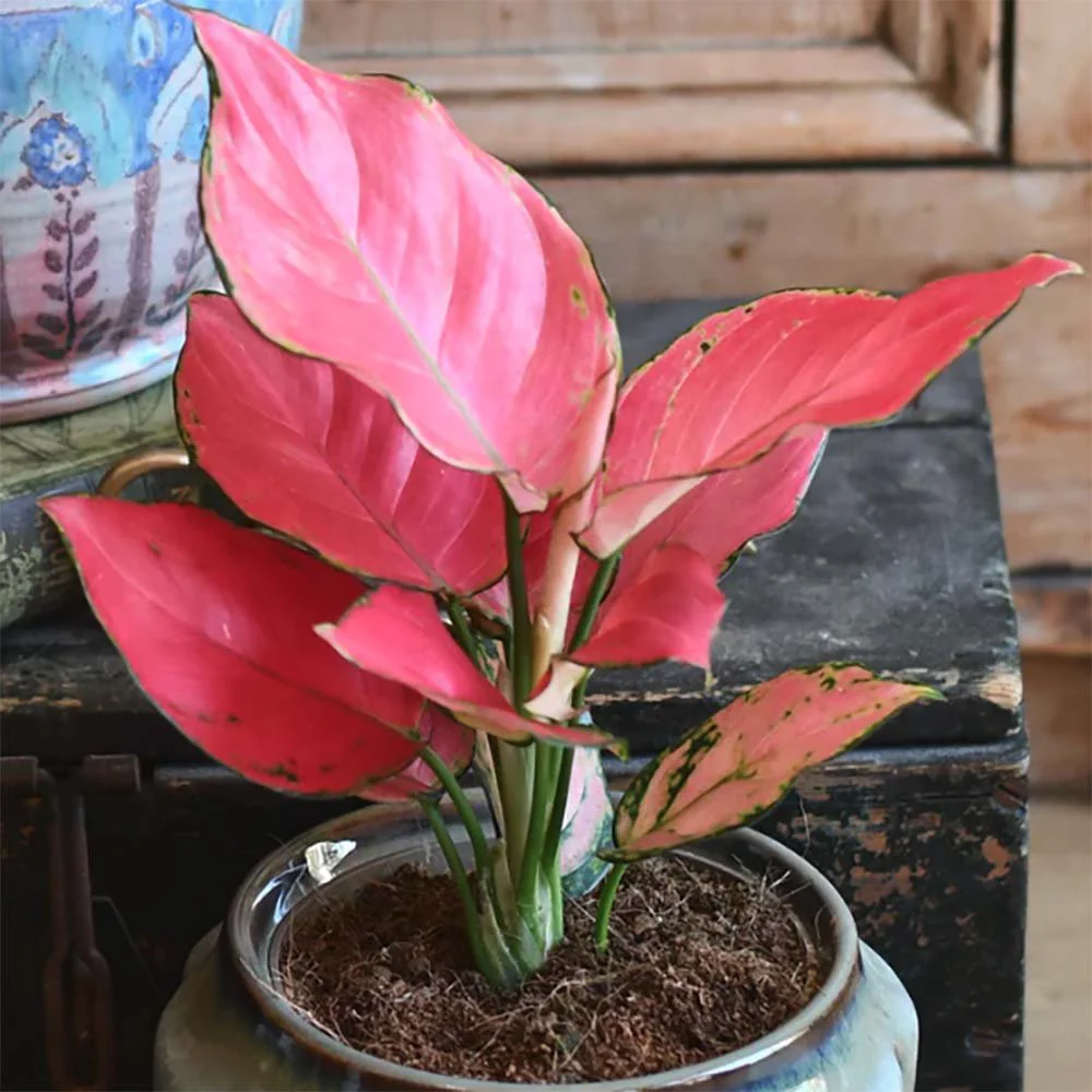 Aglaonema Pink Star, 30 cm, planta de interior cu frunze roz decorativa, usor de intretinut, purificatoare de aer - Image 6