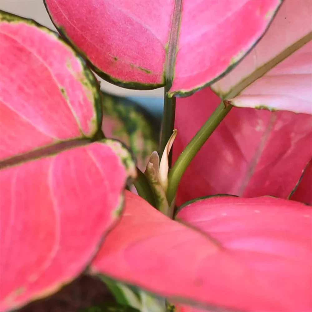 Aglaonema Pink Star, 30 cm, planta de interior cu frunze roz decorativa, usor de intretinut, purificatoare de aer - Image 7