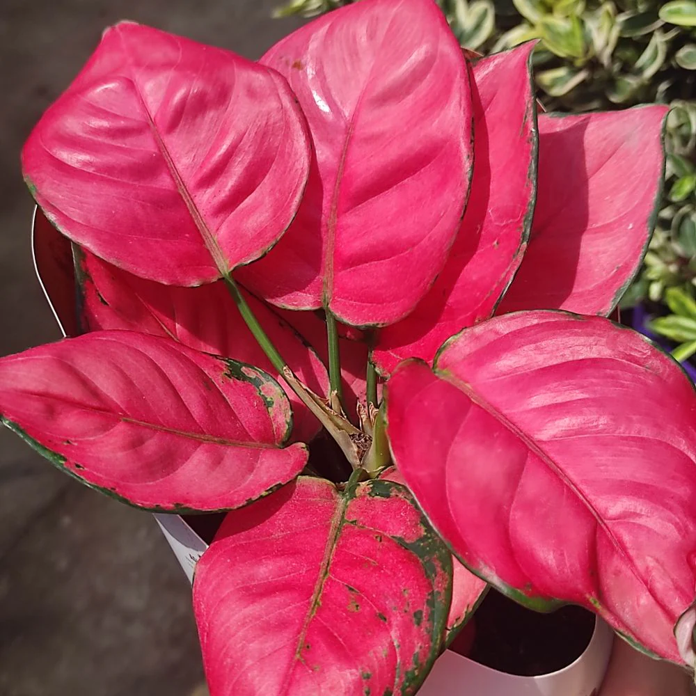 Aglaonema Pink Star, 30 cm, planta de interior cu frunze roz decorativa, usor de intretinut, purificatoare de aer - Image 8