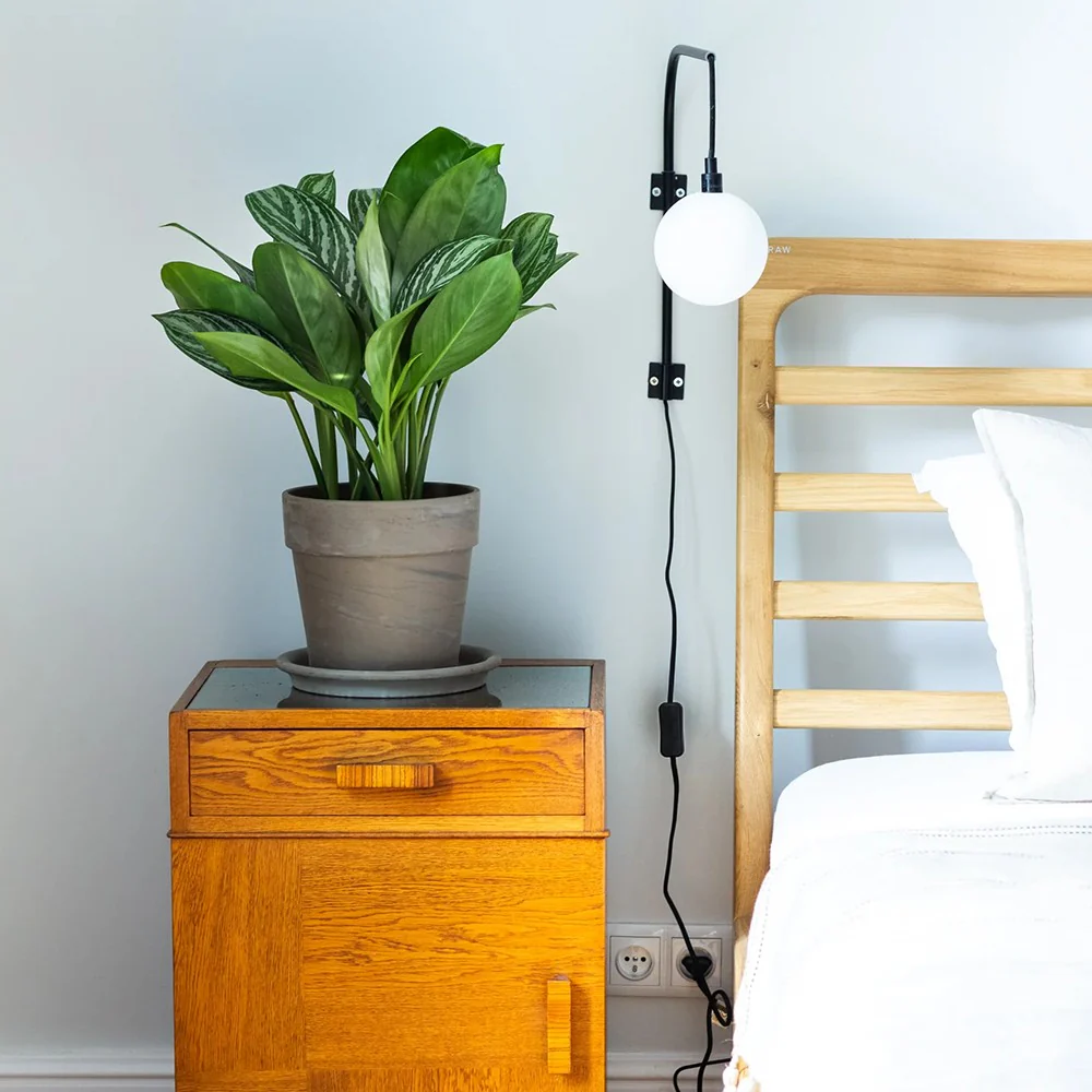 Aglaonema Stripes, 55 cm, cu frunze verzi si dungii argintii, planta tropicala exotica, purificatoare de aer, usor de ingrijit - Image 3