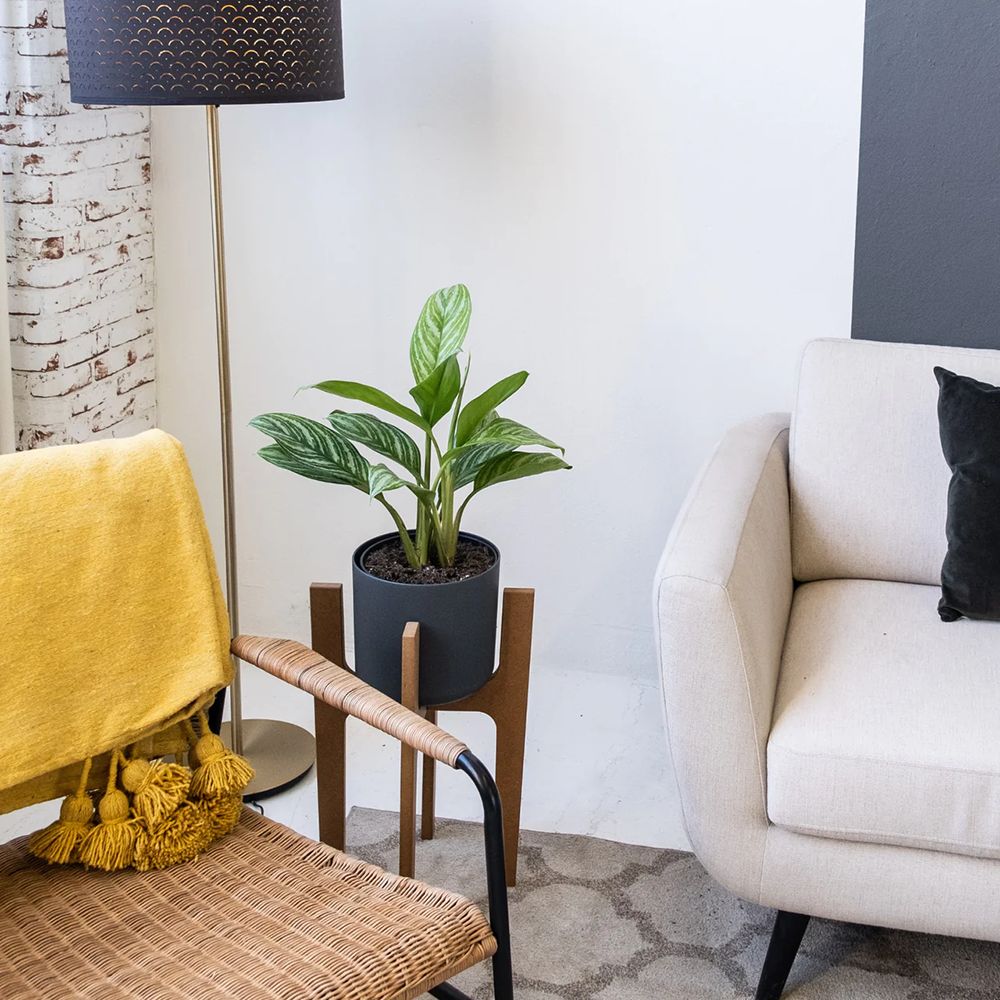 Aglaonema Stripes, 55 cm, cu frunze verzi si dungii argintii, planta tropicala exotica, purificatoare de aer, usor de ingrijit - Image 4