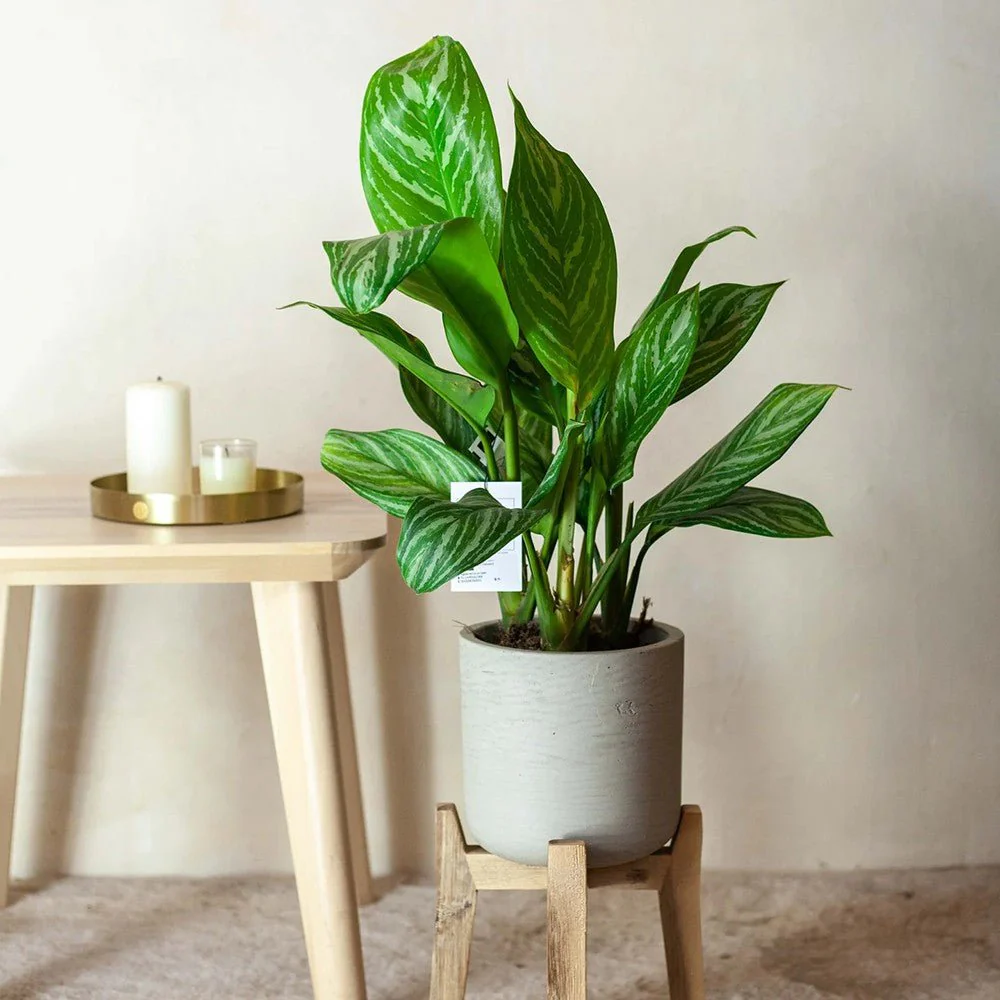 Aglaonema Stripes, 55 cm, cu frunze verzi si dungii argintii, planta tropicala exotica, purificatoare de aer, usor de ingrijit - Image 5