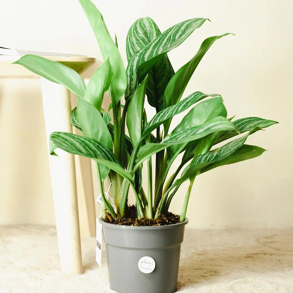 Aglaonema Stripes, 55 cm, cu frunze verzi si dungii argintii, planta tropicala exotica, purificatoare de aer, usor de ingrijit - Image 6