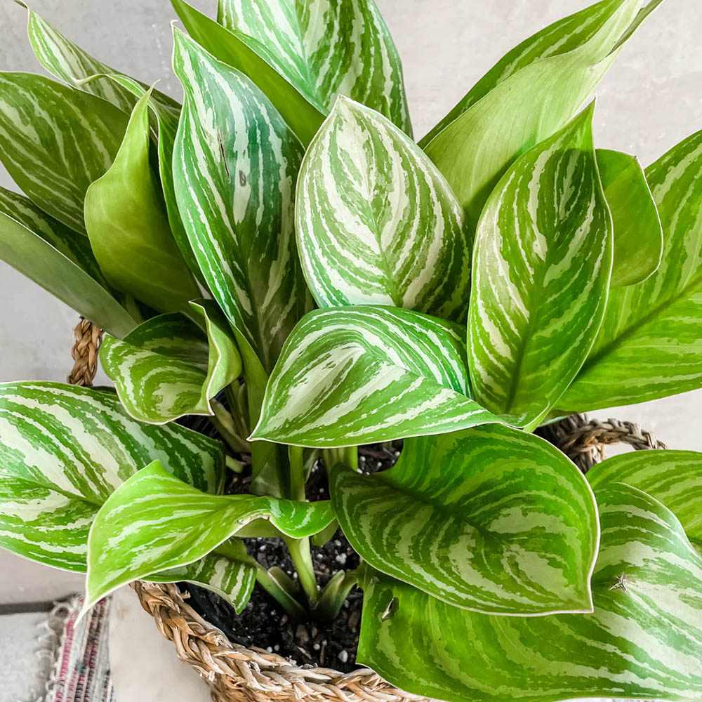 Aglaonema Stripes, 55 cm, cu frunze verzi si dungii argintii, planta tropicala exotica, purificatoare de aer, usor de ingrijit - Image 7