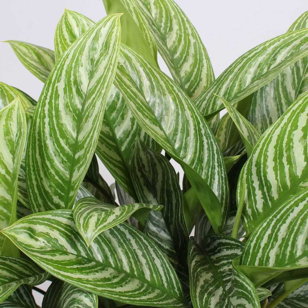 Aglaonema Stripes, 55 cm, cu frunze verzi si dungii argintii, planta tropicala exotica, purificatoare de aer, usor de ingrijit - Image 8