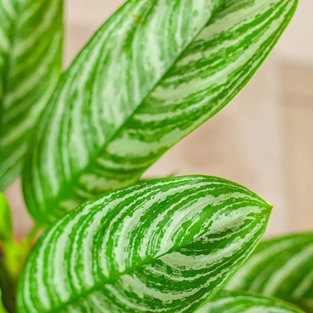 Aglaonema Stripes, 55 cm, cu frunze verzi si dungii argintii, planta tropicala exotica, purificatoare de aer, usor de ingrijit - Image 9