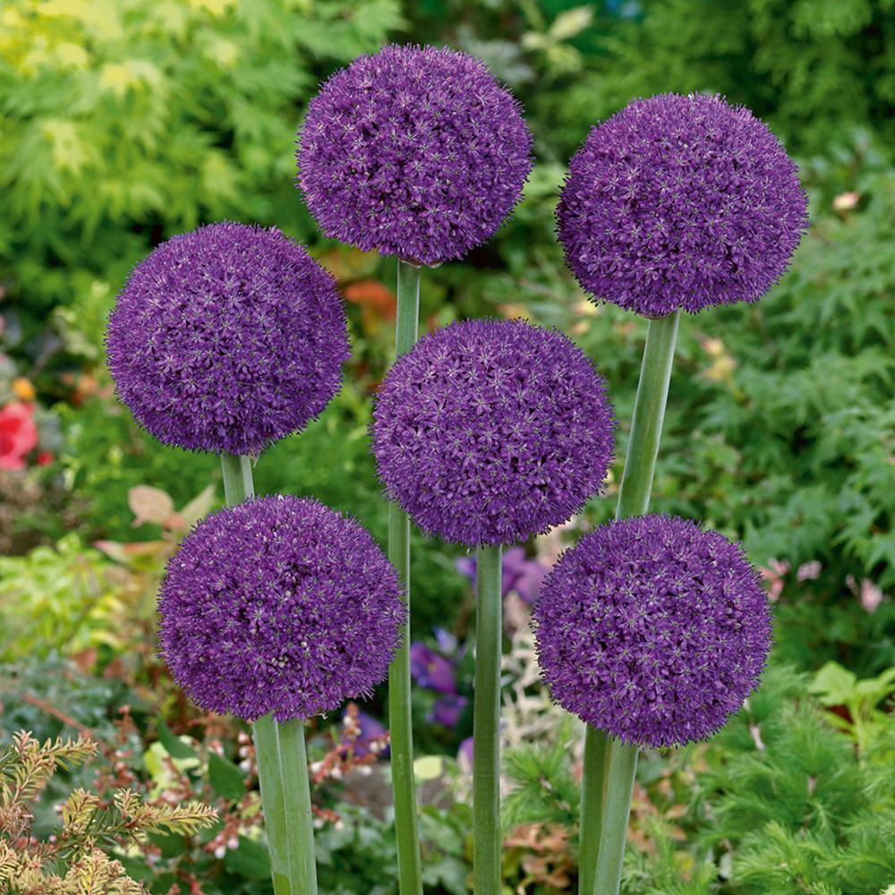 Ceapa Ornamentala (Allium) Ambassador, cu flori mov sferice - Image 5