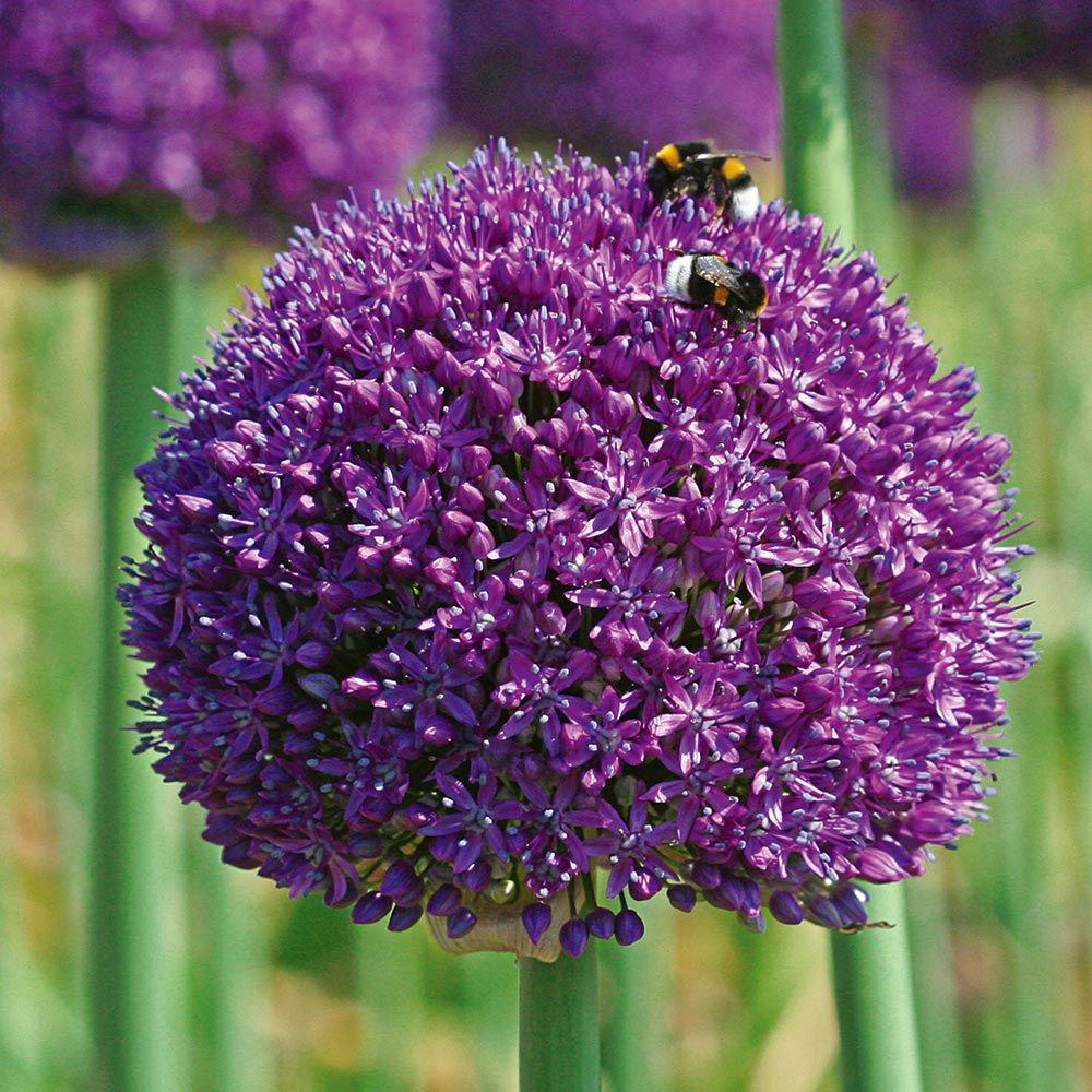 Ceapa Ornamentala (Allium) Ambassador, cu flori mov sferice - Image 7