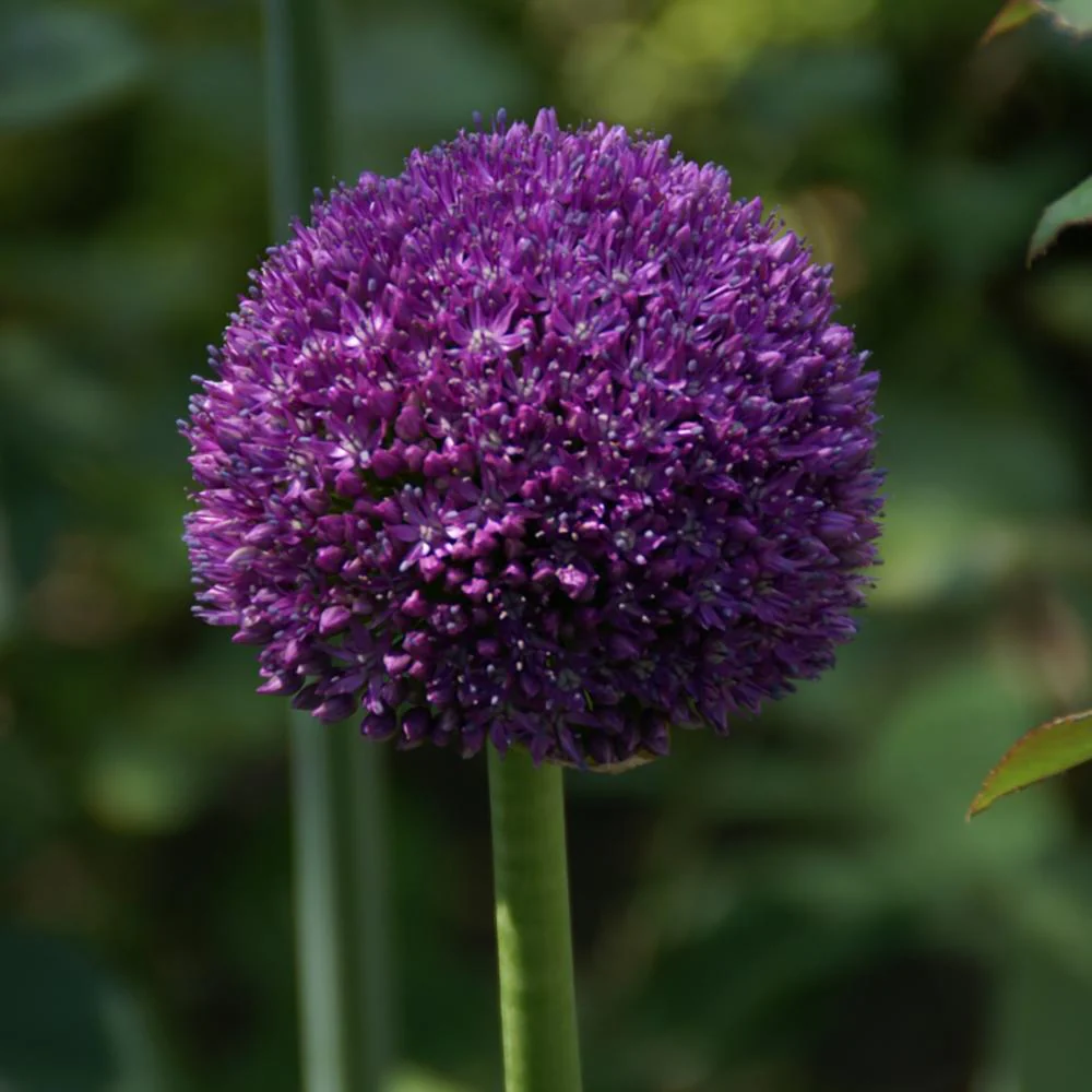 Ceapa Ornamentala (Allium) Ambassador, cu flori mov sferice - Image 8