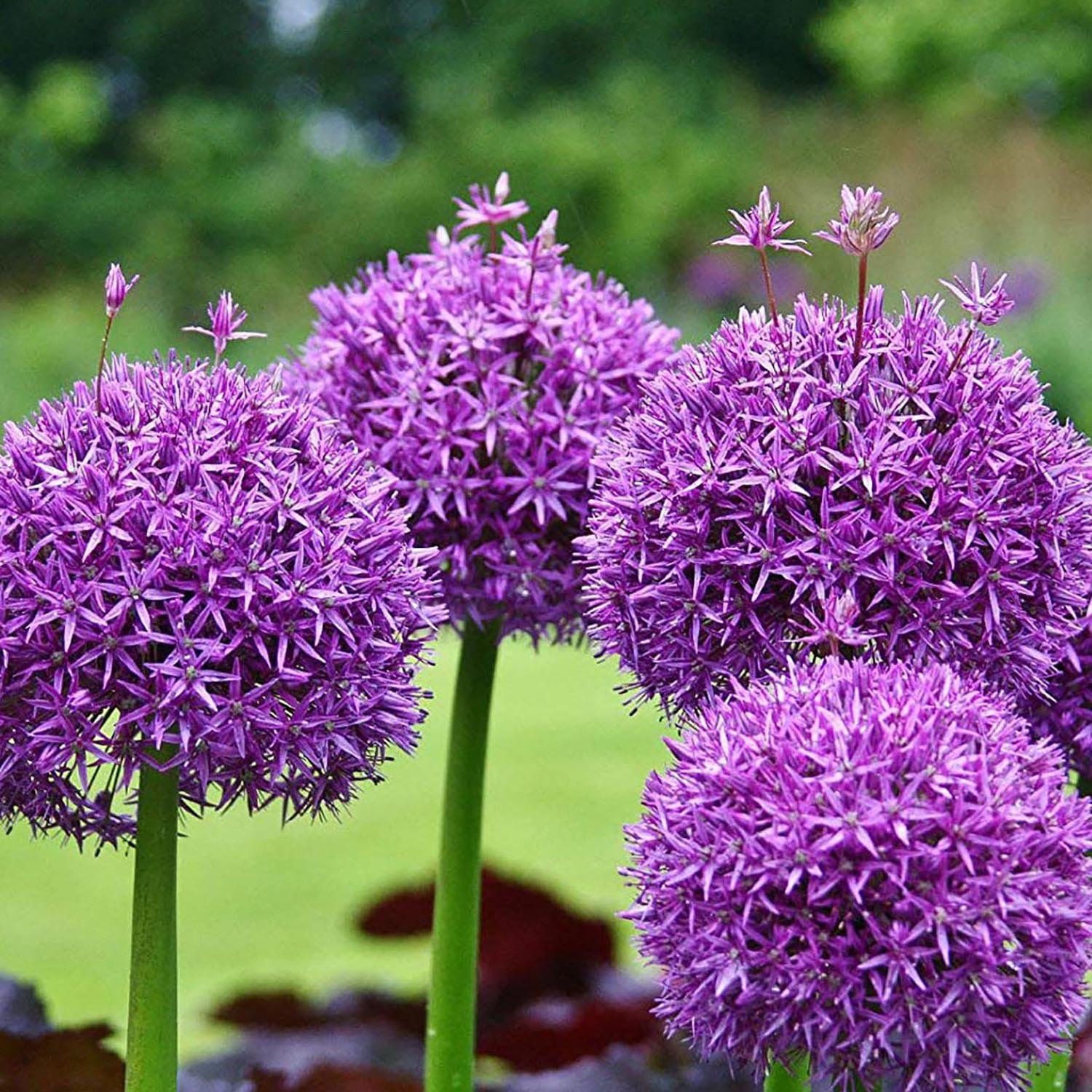 Bulbi Ceapa Ornamentala (Allium) Purple Sensation, cu flori sferice violet intens - Image 4