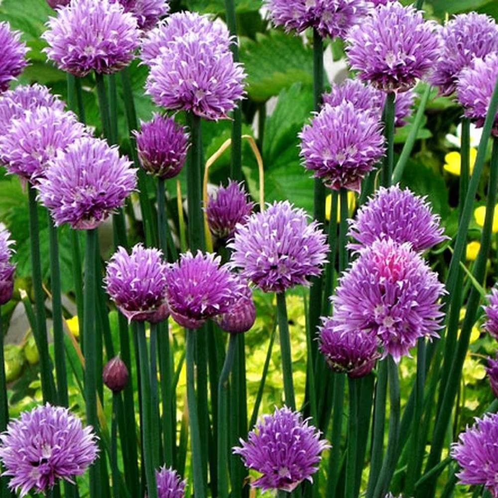 Ceapa Ornamentala Allium Schoenoprasum, cu flori roz-violet - Image 5