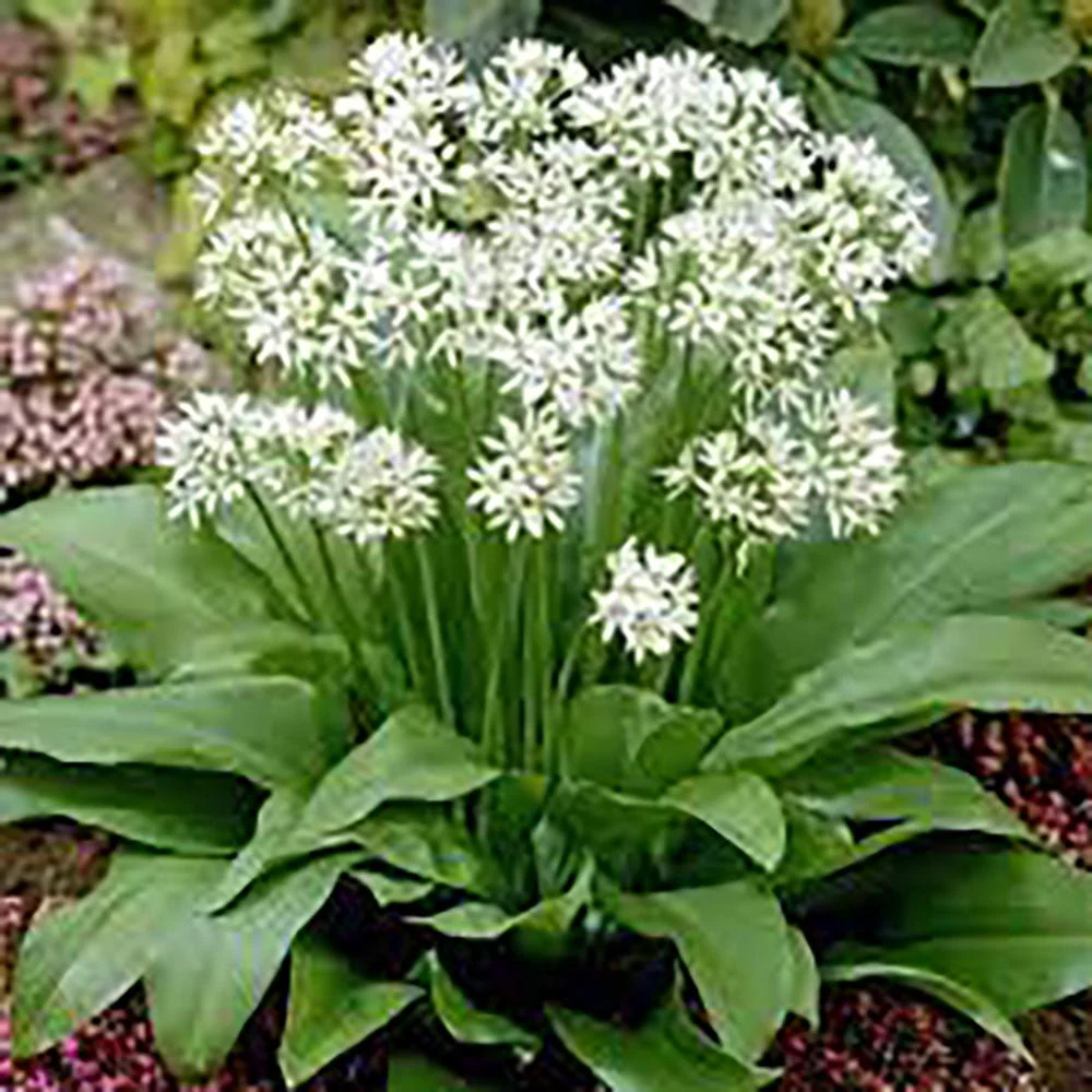 Allium Ursinum - Image 3