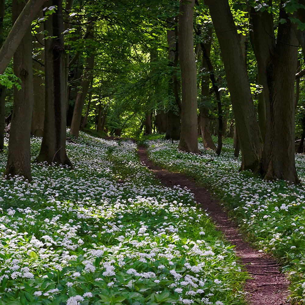 Allium Ursinum - Image 7