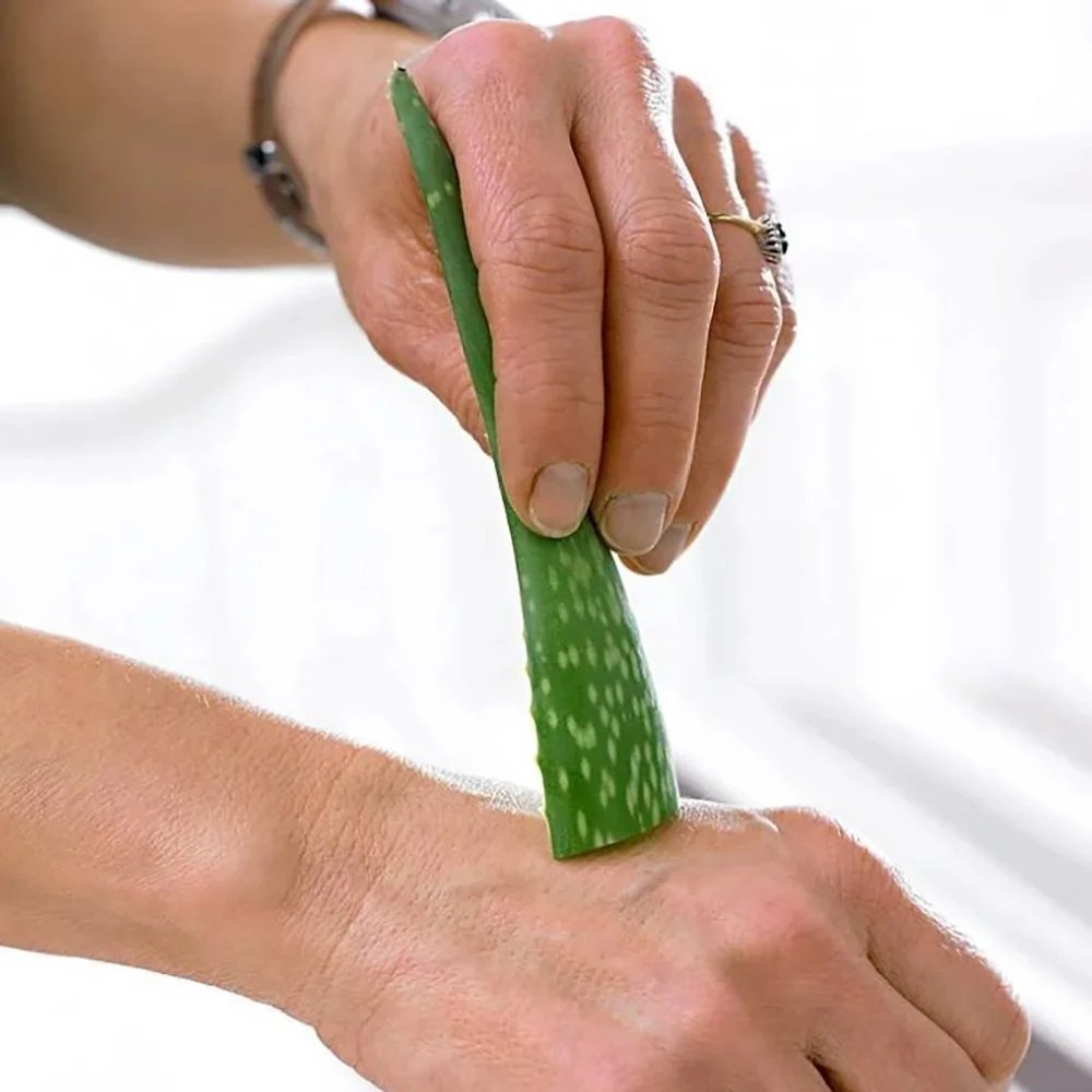 Aloe Vera planta in ghiveci,  50-60 cm, gel natural pentru piele, ingrijire si vindecare - Image 18