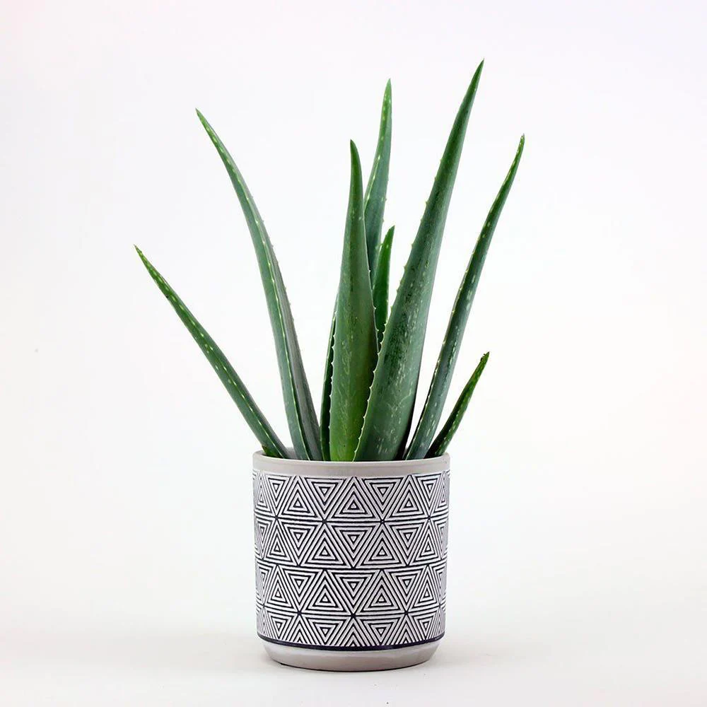 Aloe Vera Planta in Ghiveci, Gel Natural pentru Piele, Ingrijire si Vindecare - 30 cm - Image 5