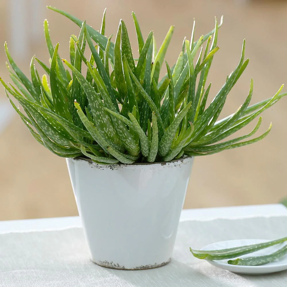 Aloe Vera Planta in Ghiveci, Gel Natural pentru Piele, Ingrijire si Vindecare - 30 cm - Image 7