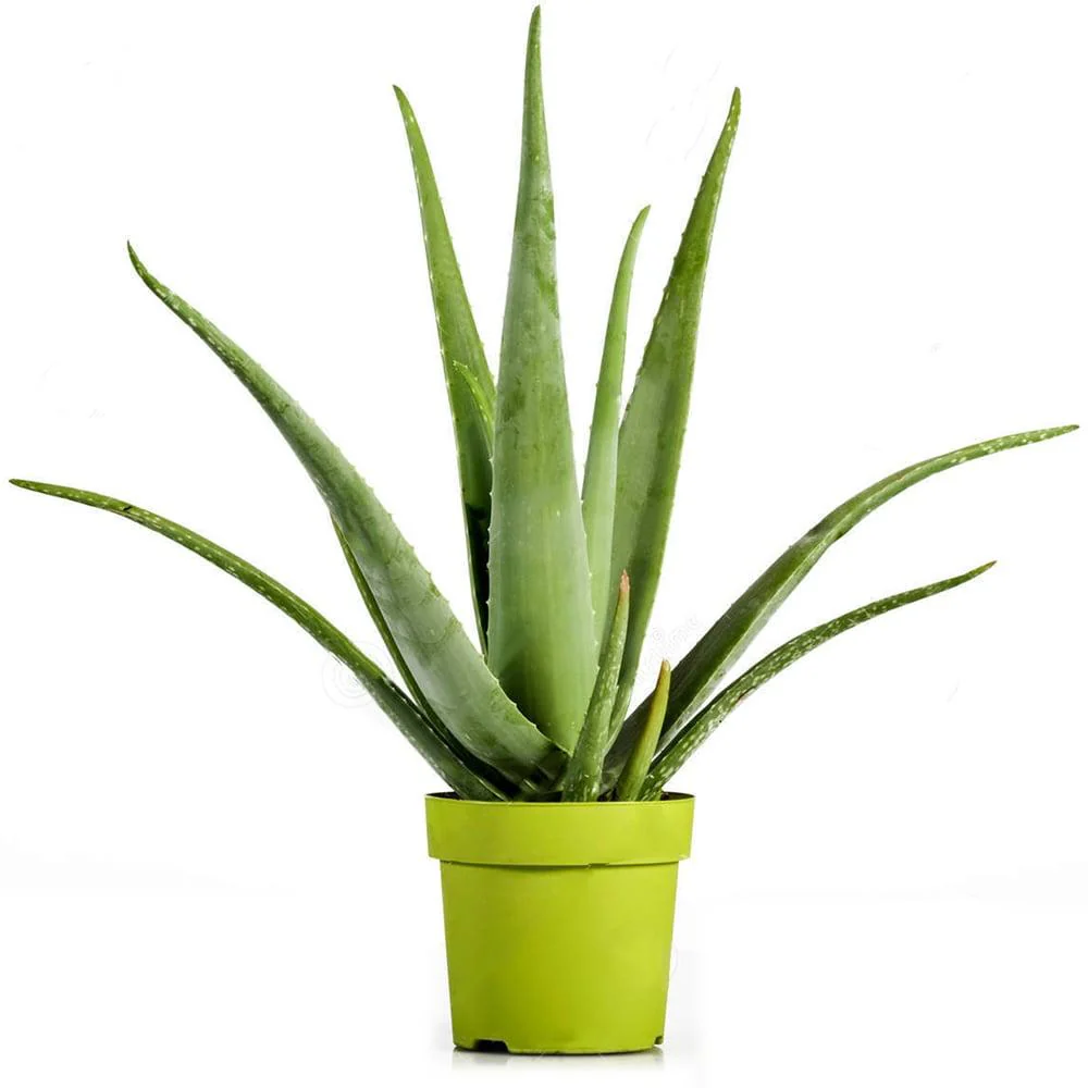 Aloe Vera planta in ghiveci,  50-60 cm, gel natural pentru piele, ingrijire si vindecare - Image 21