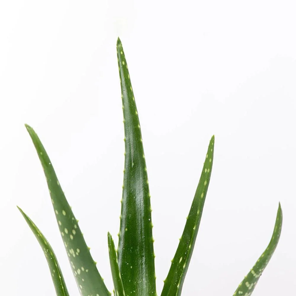 Aloe Vera planta in ghiveci,  50-60 cm, gel natural pentru piele, ingrijire si vindecare - Image 23
