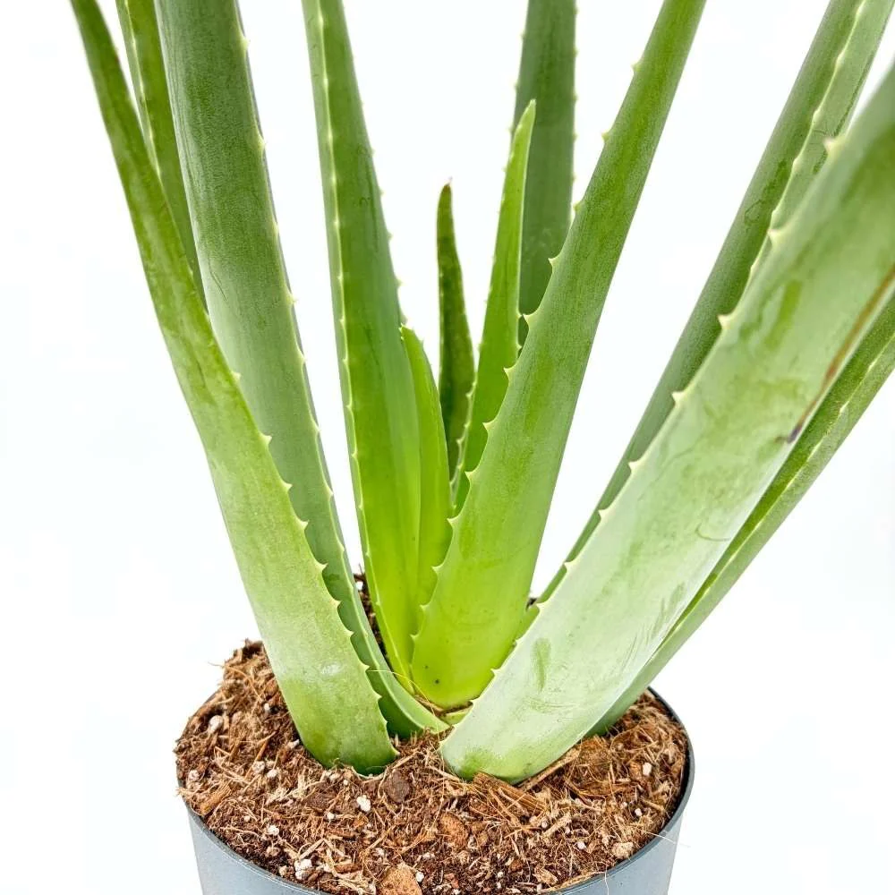 Aloe Vera planta in ghiveci,  50-60 cm, gel natural pentru piele, ingrijire si vindecare - Image 3