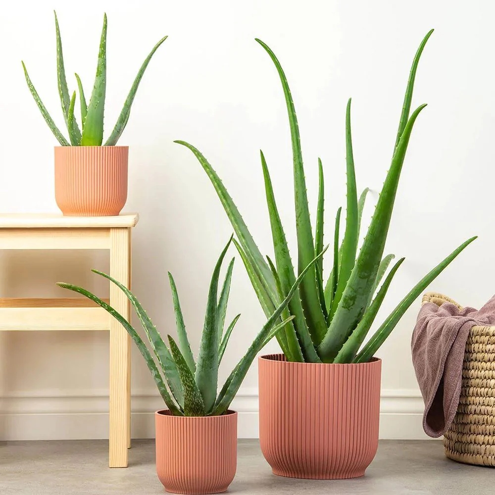 Aloe Vera planta in ghiveci,  50-60 cm, gel natural pentru piele, ingrijire si vindecare - Image 4