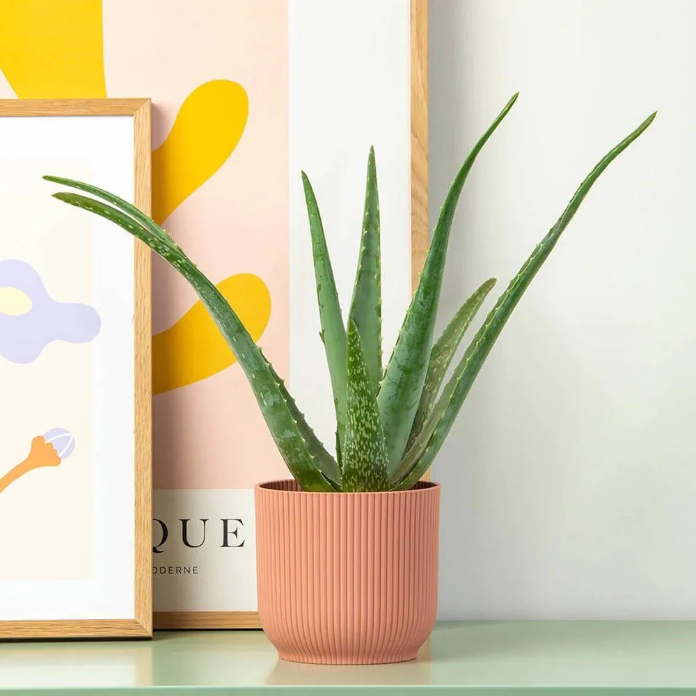 Aloe Vera planta in ghiveci,  50-60 cm, gel natural pentru piele, ingrijire si vindecare - Image 5