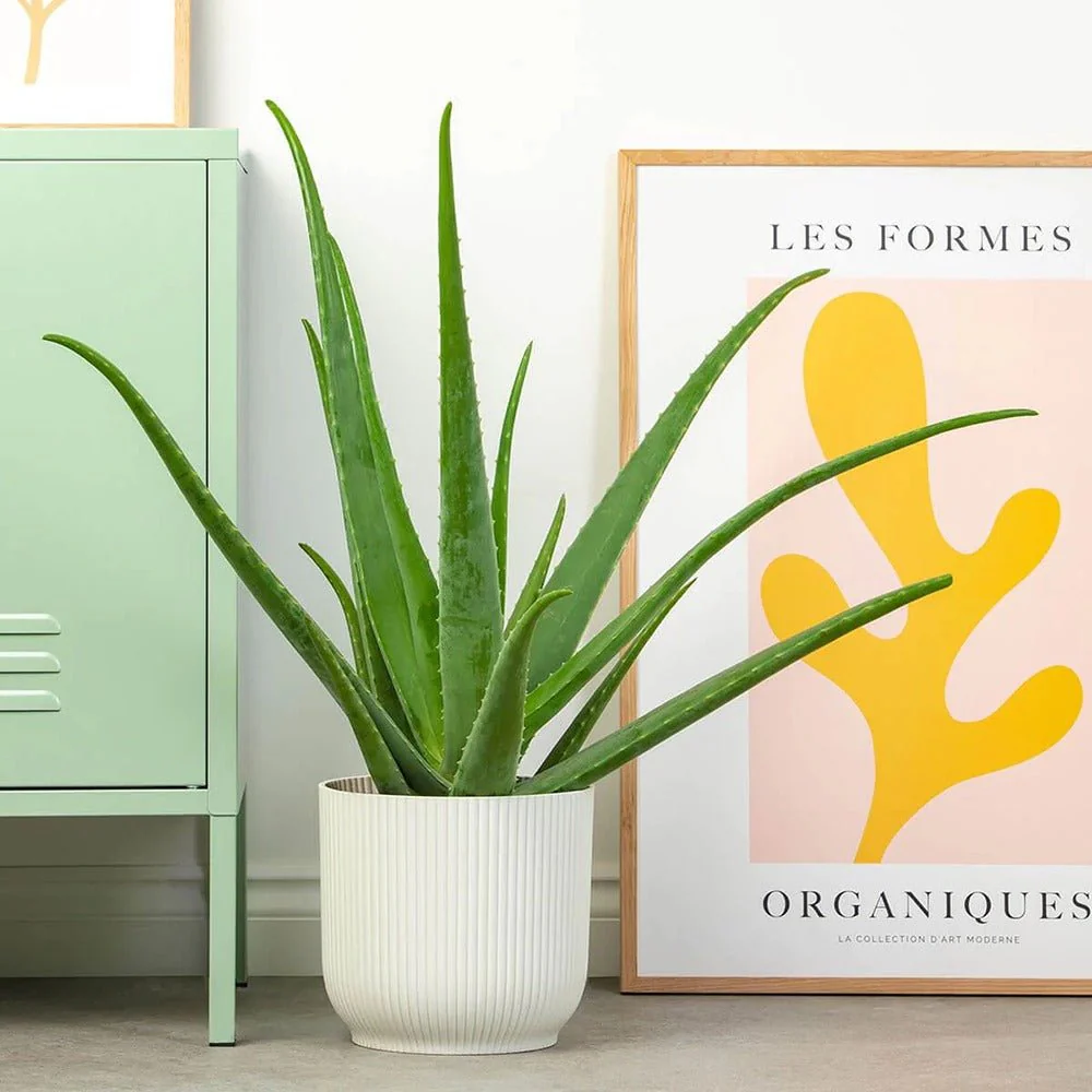 Aloe Vera planta in ghiveci,  50-60 cm, gel natural pentru piele, ingrijire si vindecare - Image 6