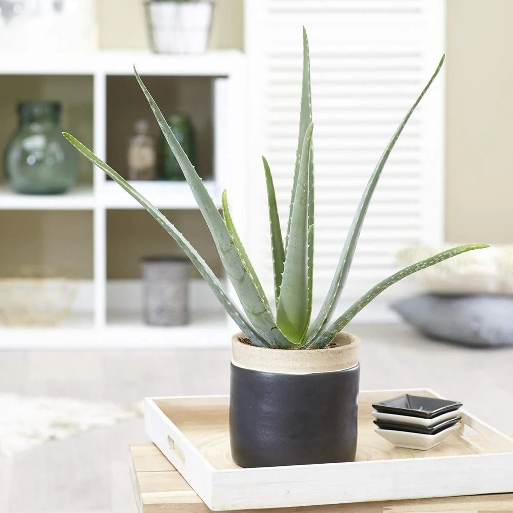 Aloe Vera planta in ghiveci,  50-60 cm, gel natural pentru piele, ingrijire si vindecare - Image 7